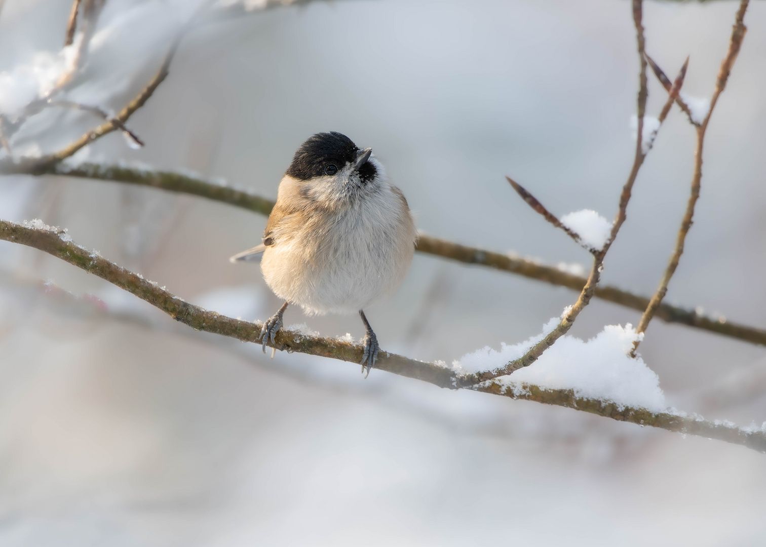 Vögel im Winter