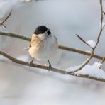 Vögel im Winter