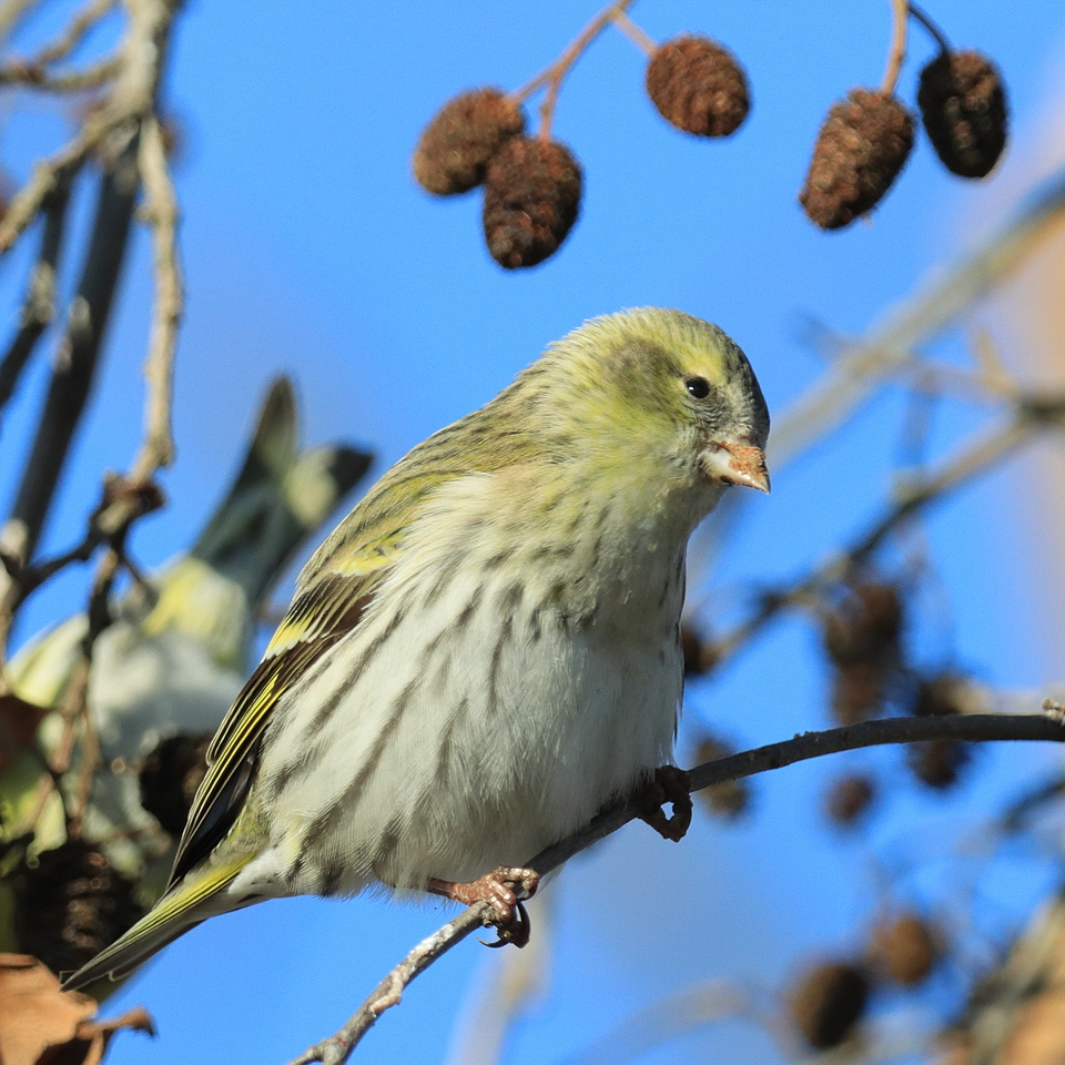 Vögel im Winter - Erlenzeisig