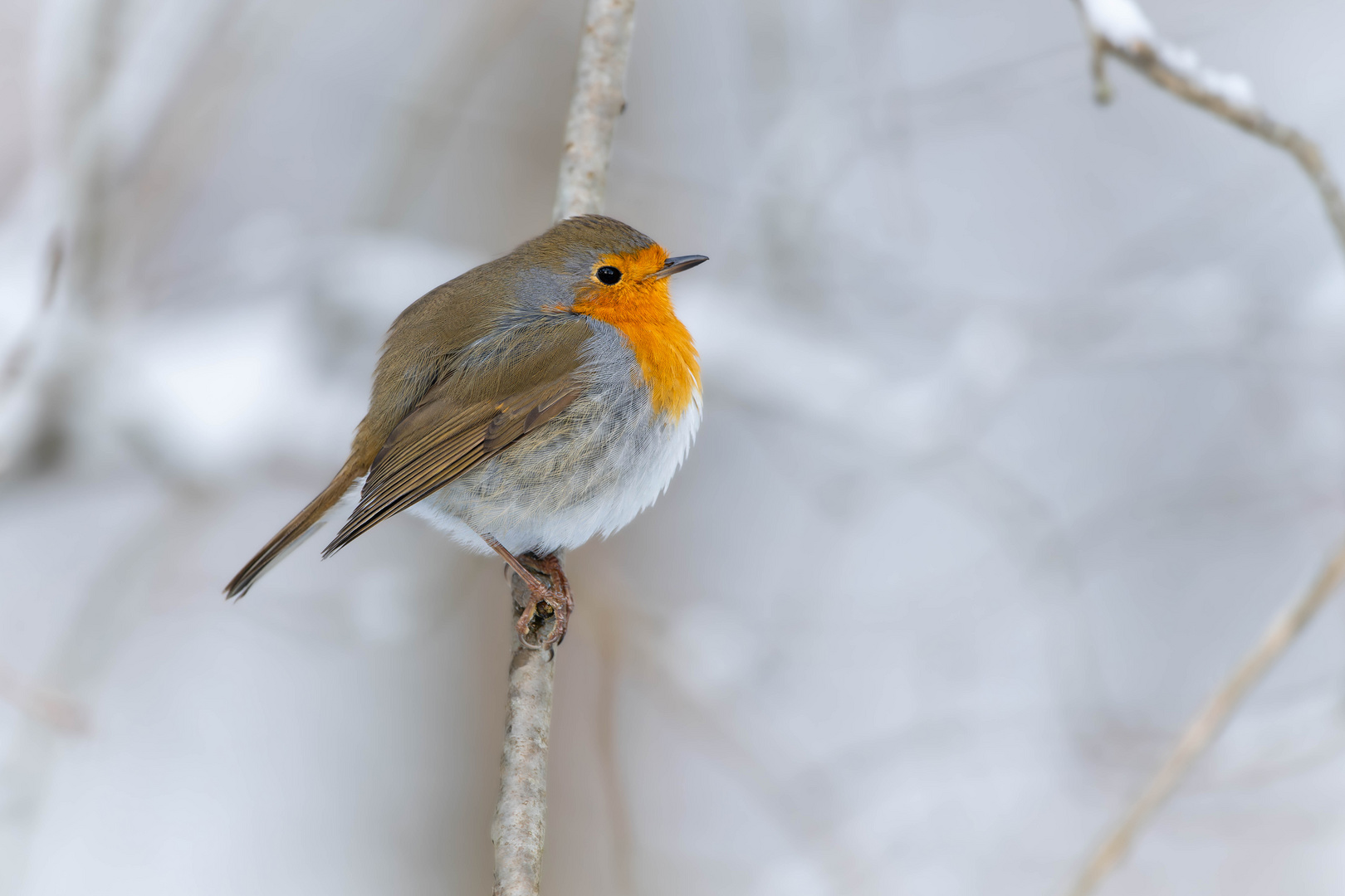 Vögel im Winter