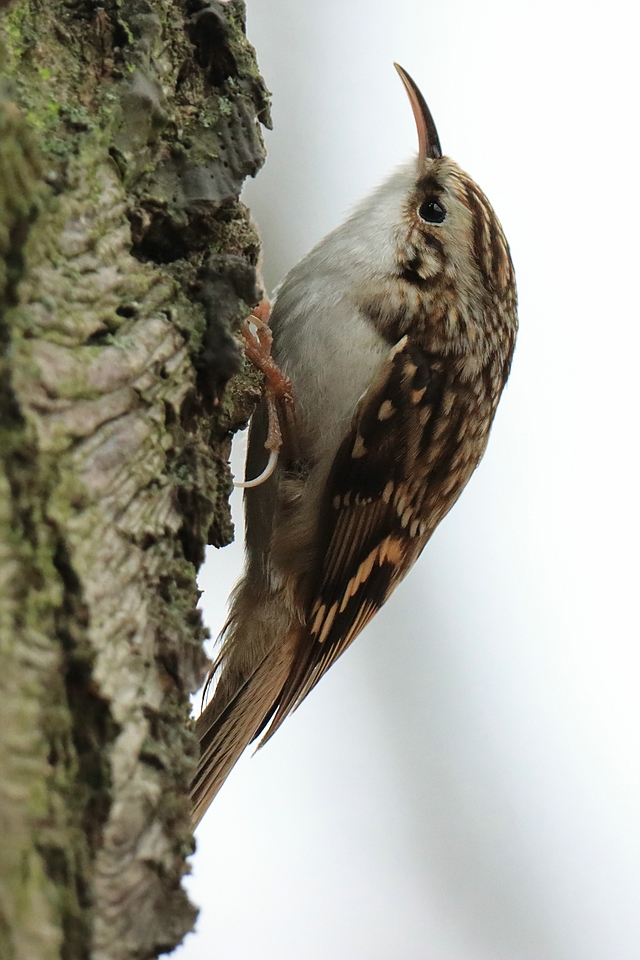 Vögel im Winter - Gartenbaumläufer