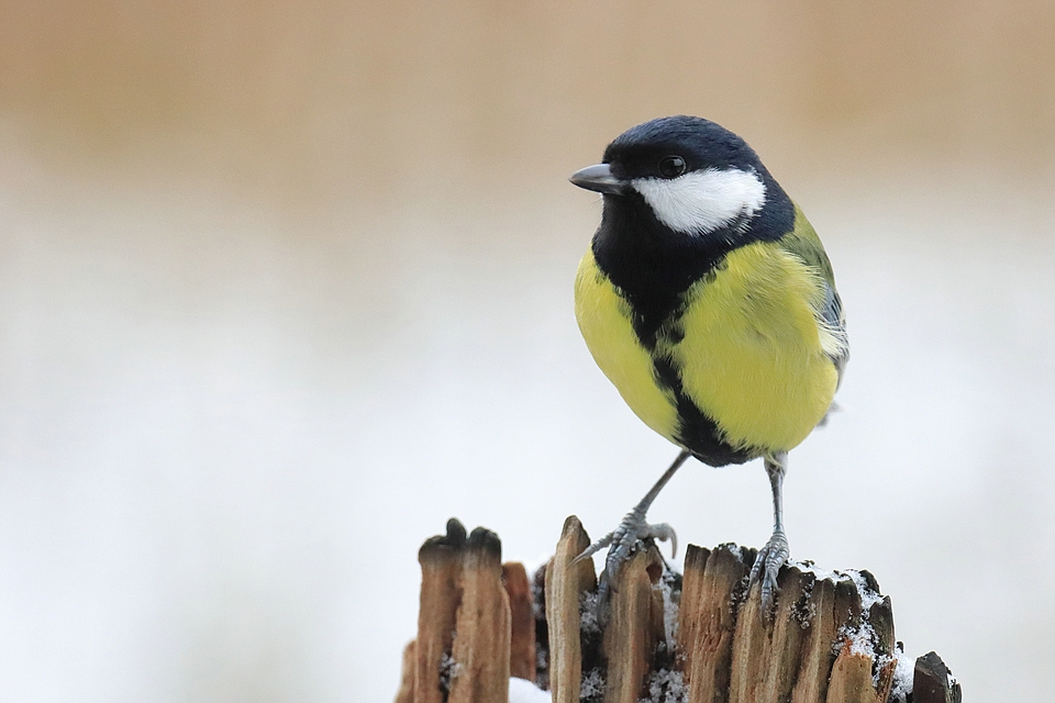 Vögel im Winter Kohlmeise