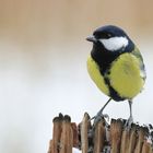 Vögel im Winter Kohlmeise