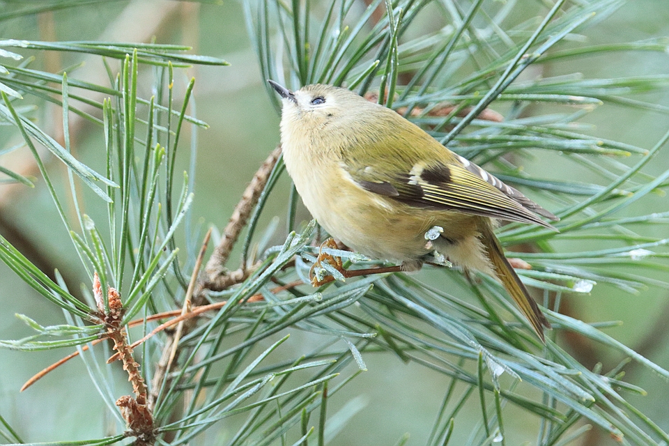 Vögel im Winter - Wintergoldhähnchen