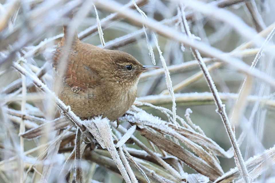 Vögel im Winter - Zaunkönig