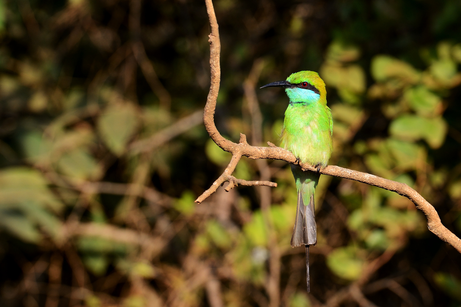 Vögel im Yala NP (Bienenfresser)