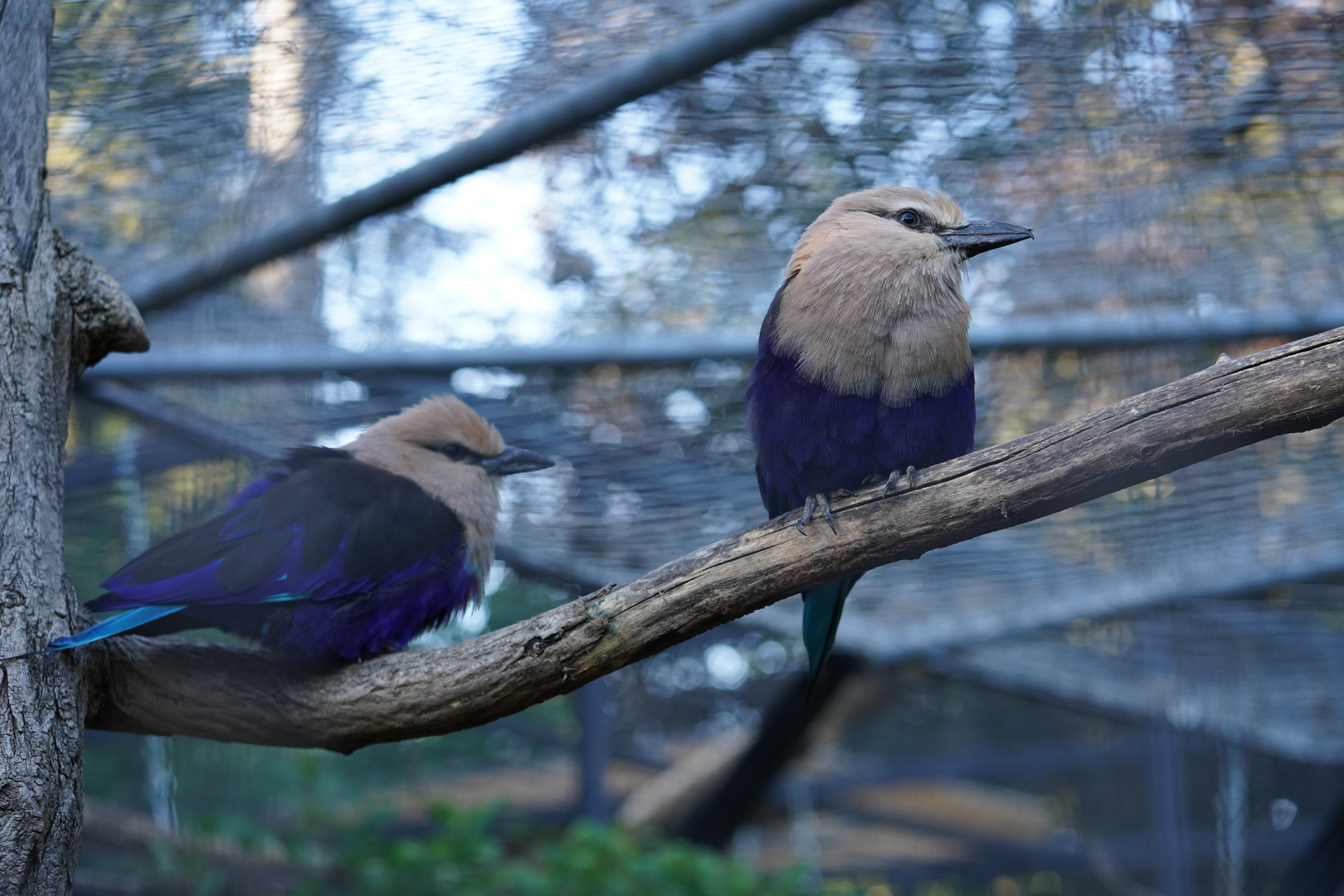 Vögel im Zoo