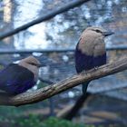 Vögel im Zoo