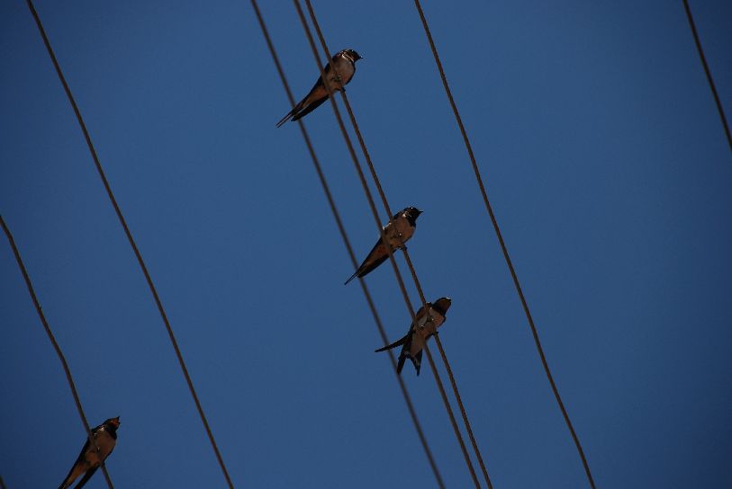 Vögel in Abendstimmung