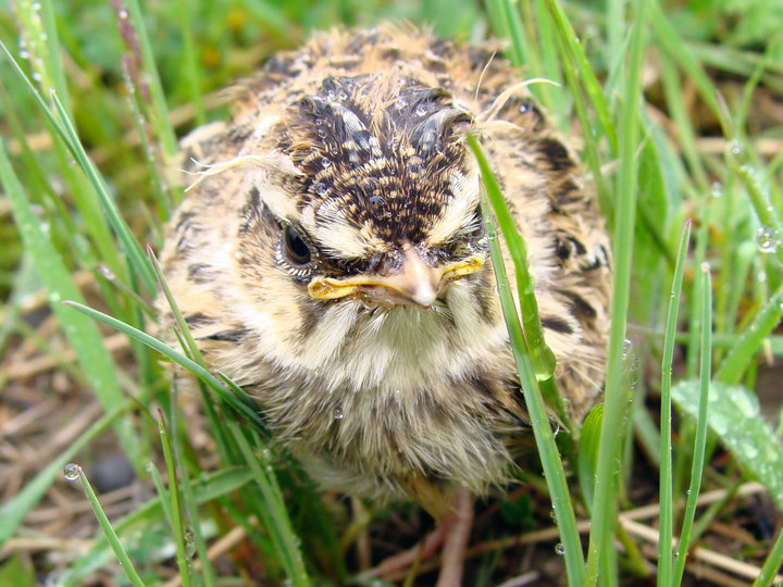 Vögel in China