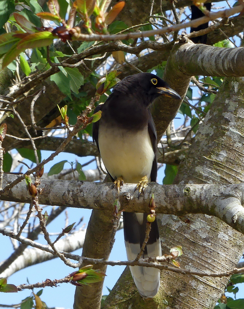 Vögel in Costa Rica