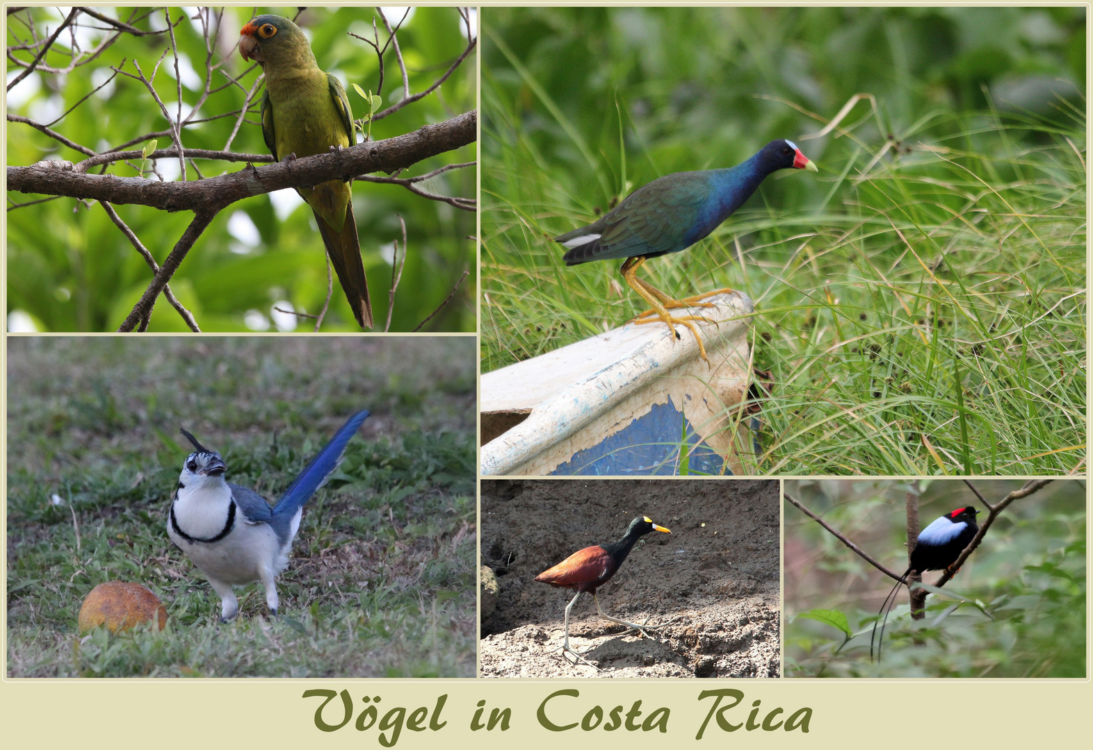 Vögel in Costa Rica