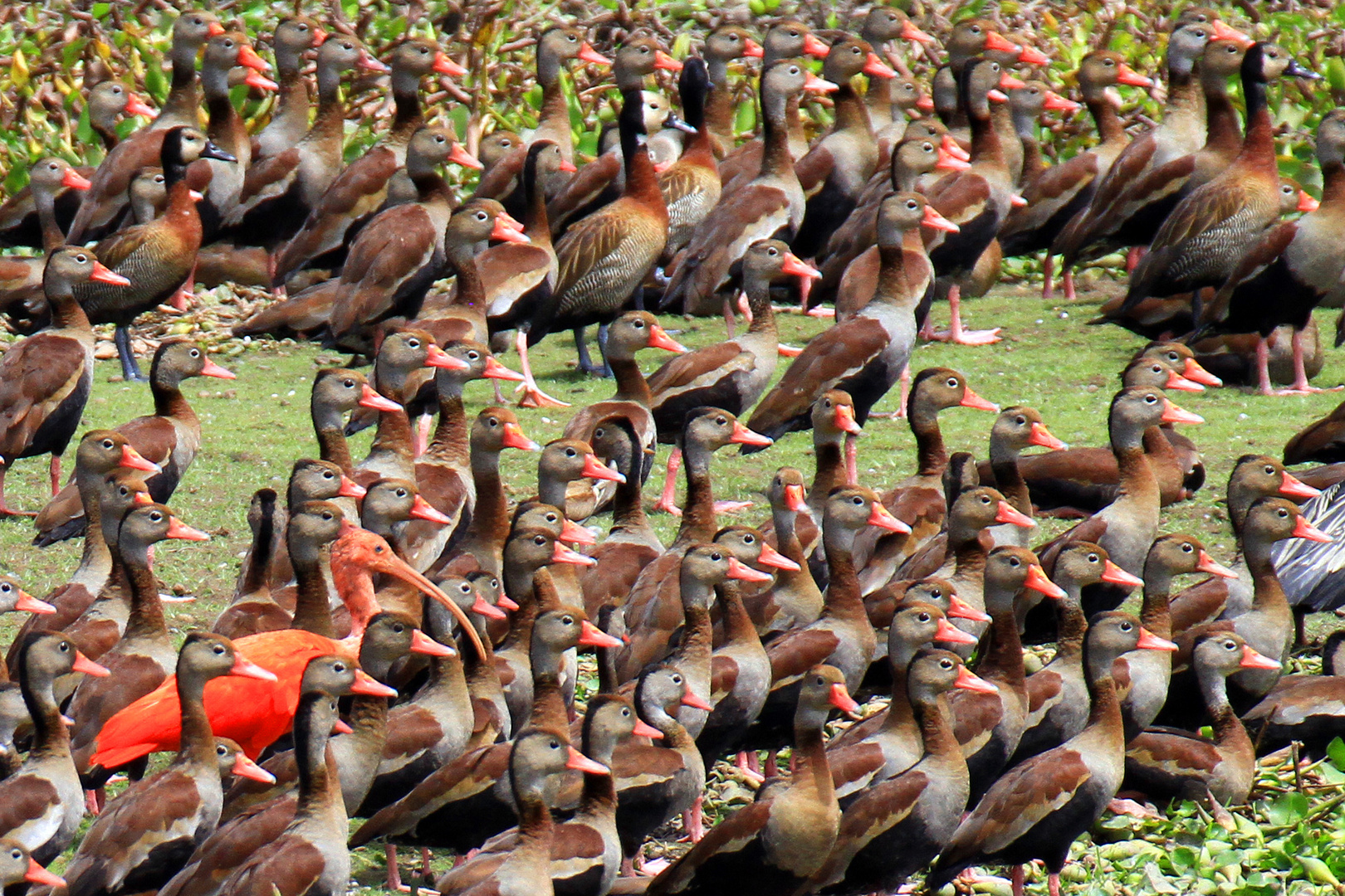 Vögel in den Llanos, Venezuela, 