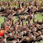 Vögel in den Llanos, Venezuela, 