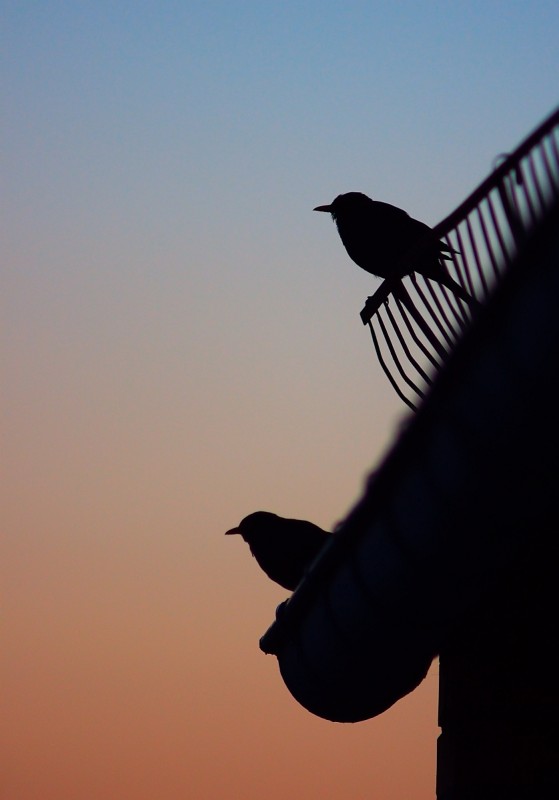 Vögel in der Abenddämmerung