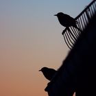 Vögel in der Abenddämmerung