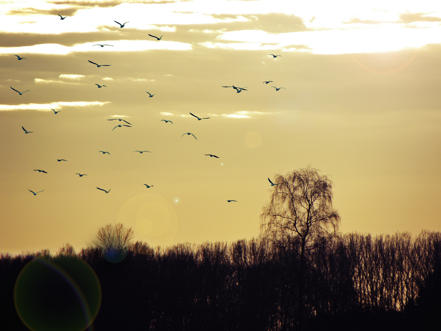 Vögel in der Abendsonne