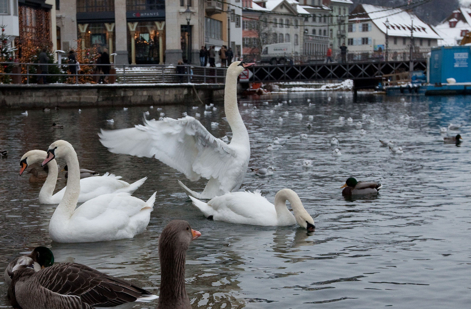 Vögel in der Reuss