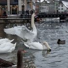 Vögel in der Reuss