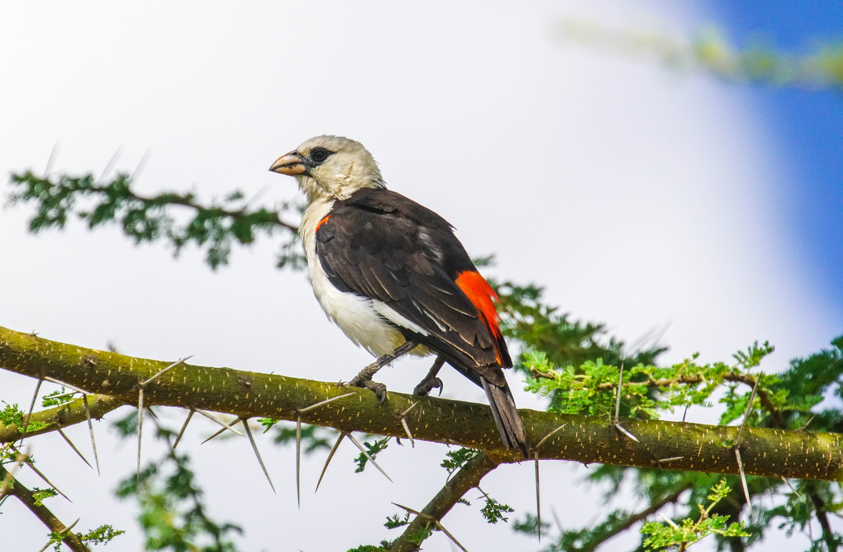 Vögel in der Serengeti 1