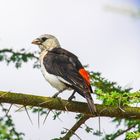 Vögel in der Serengeti 1