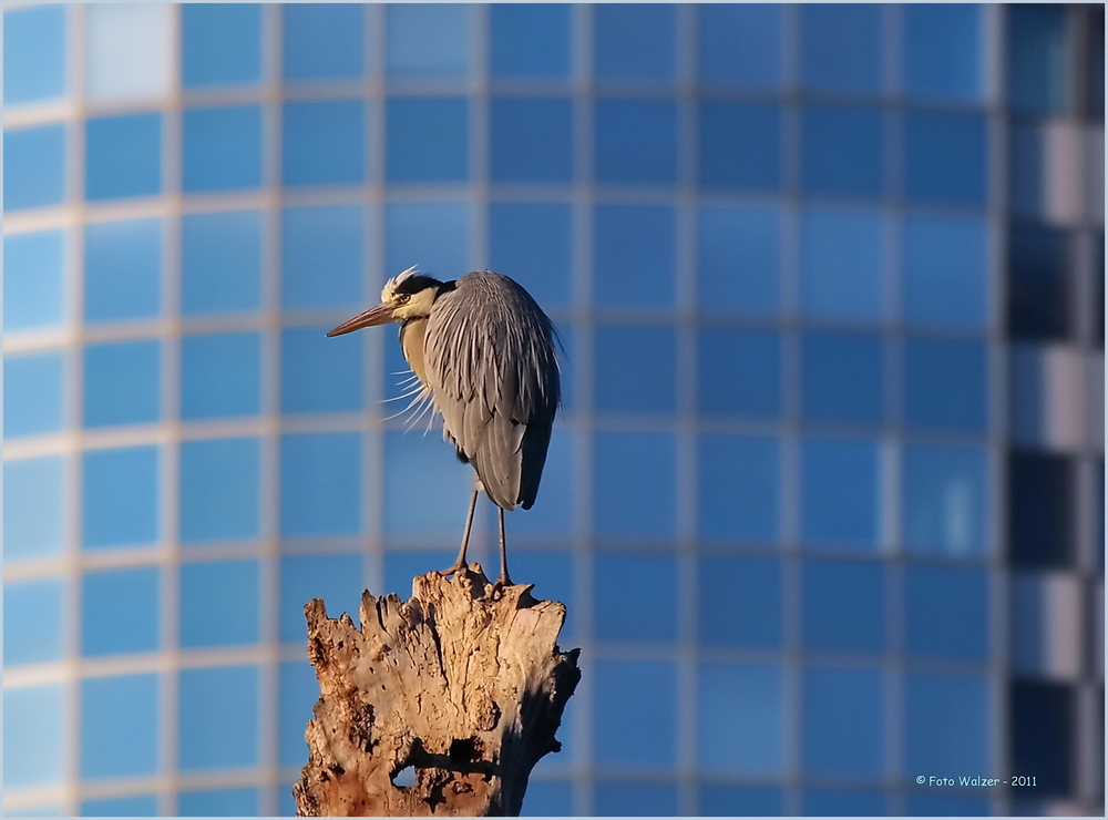 Vögel in der Stadt