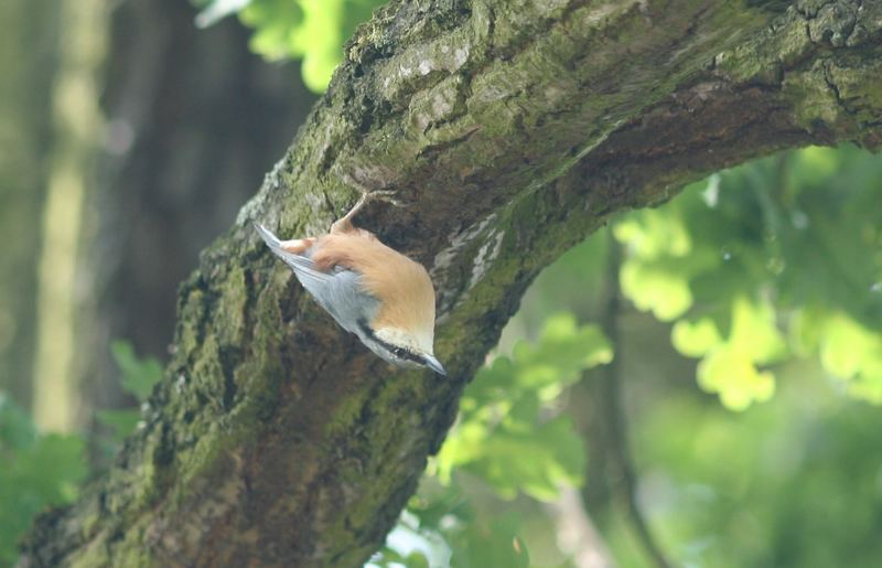 Vögel in der Wahner Heide