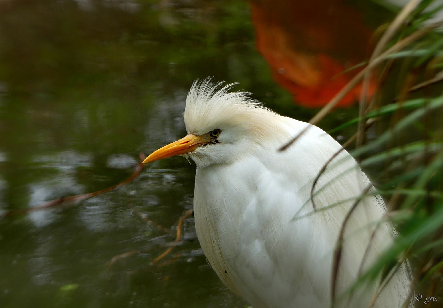 Vögel in der Wilhelma *