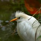 Vögel in der Wilhelma *