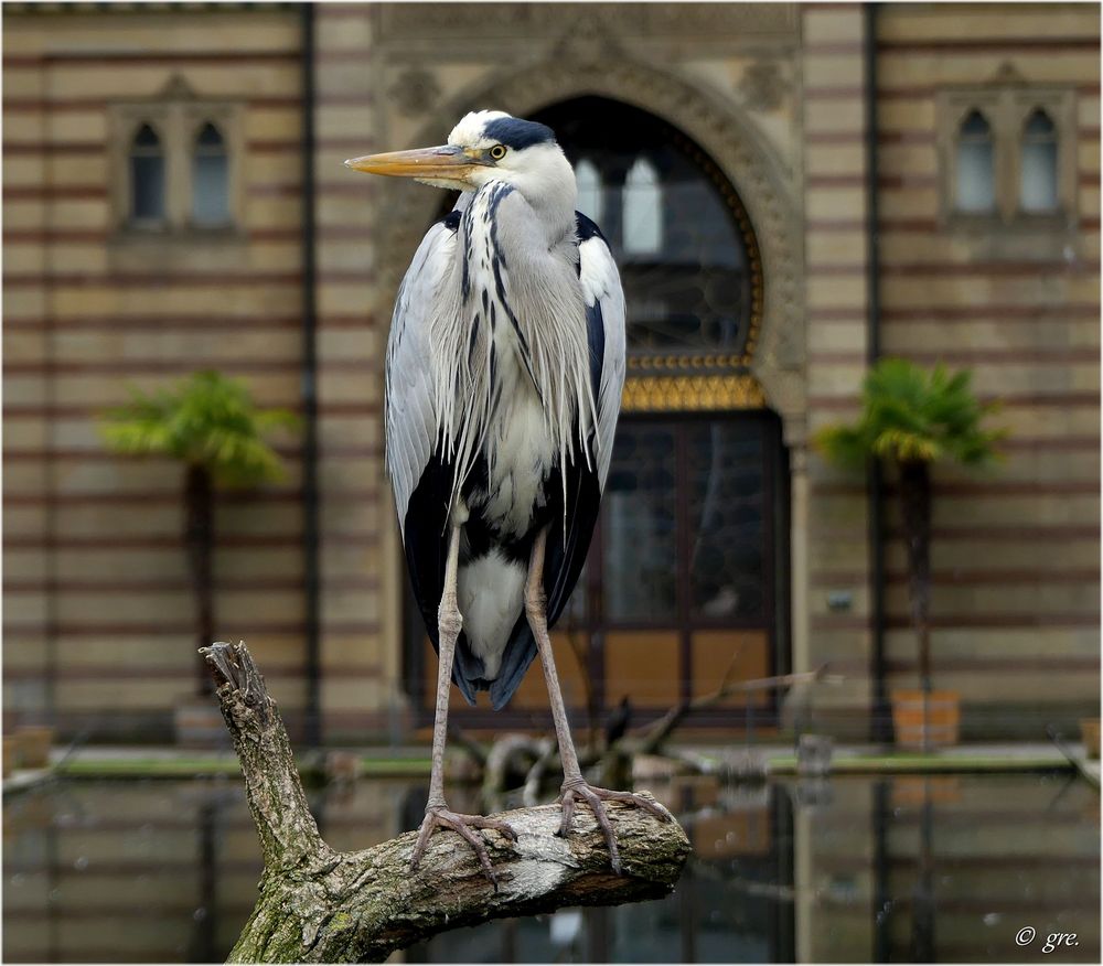 Vögel in der Wilhelma..