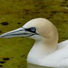 Vögel in der Wilhelma.