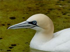 Vögel in der Wilhelma.