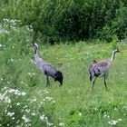 "Vögel in Fallersleben"