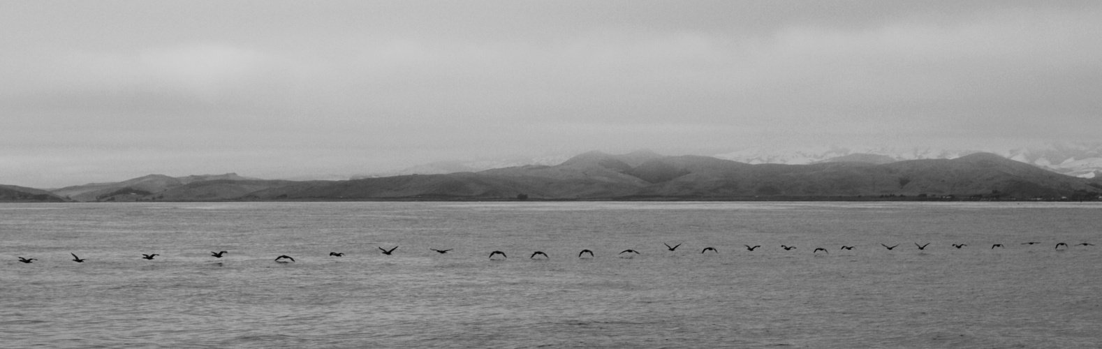 Vögel in Formation (Morro Bay)