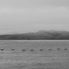 Vögel in Formation (Morro Bay)