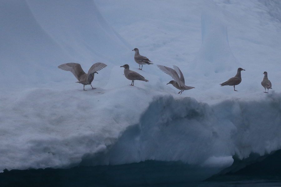 Vögel in Grönland - Ilulissat