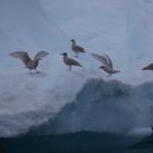 Vögel in Grönland - Ilulissat