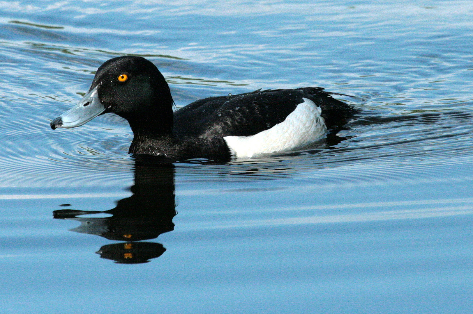 "Vögel in Hamburg"