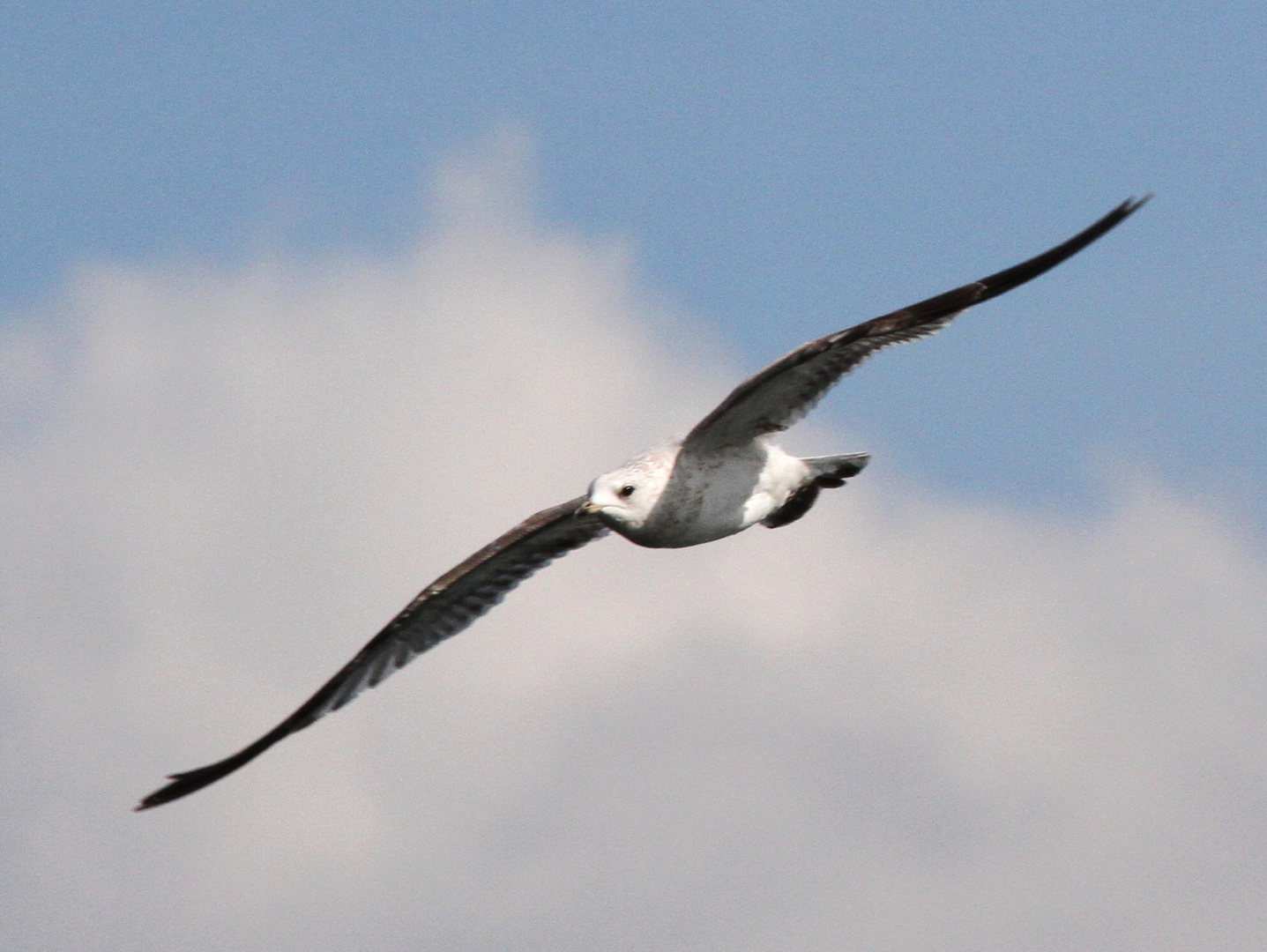 "Vögel in Italien"