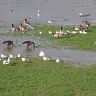 Vögel in Köln, am überfluteten Rheinufer