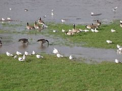 Vögel in Köln, am überfluteten Rheinufer