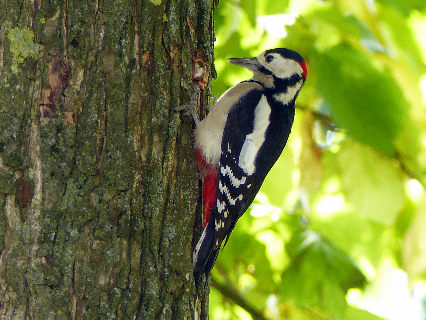 Vögel in meinem Garten  1