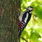 Vögel in meinem Garten  1