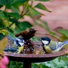 Vögel in meinem Garten 2