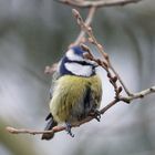 Vögel in meinem Garten