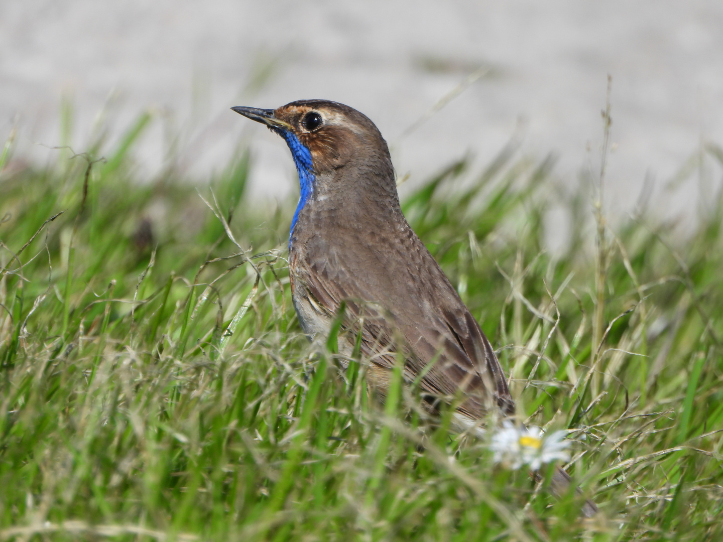 Vögel in Norddeich 2: Blaukehlchen