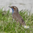 Vögel in Norddeich 2: Blaukehlchen