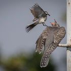 Vögel in Österreich