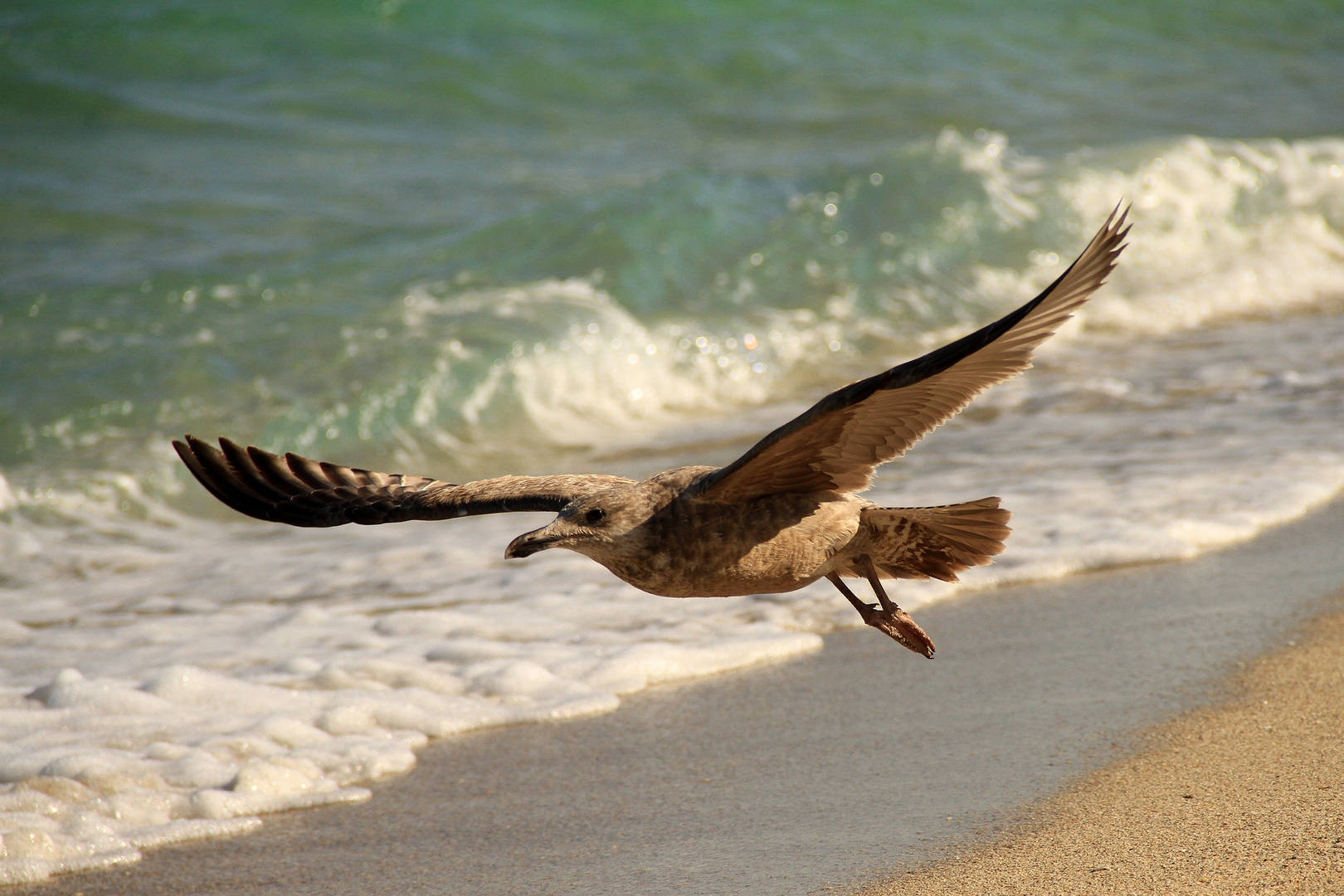 Vögel in South-Beach