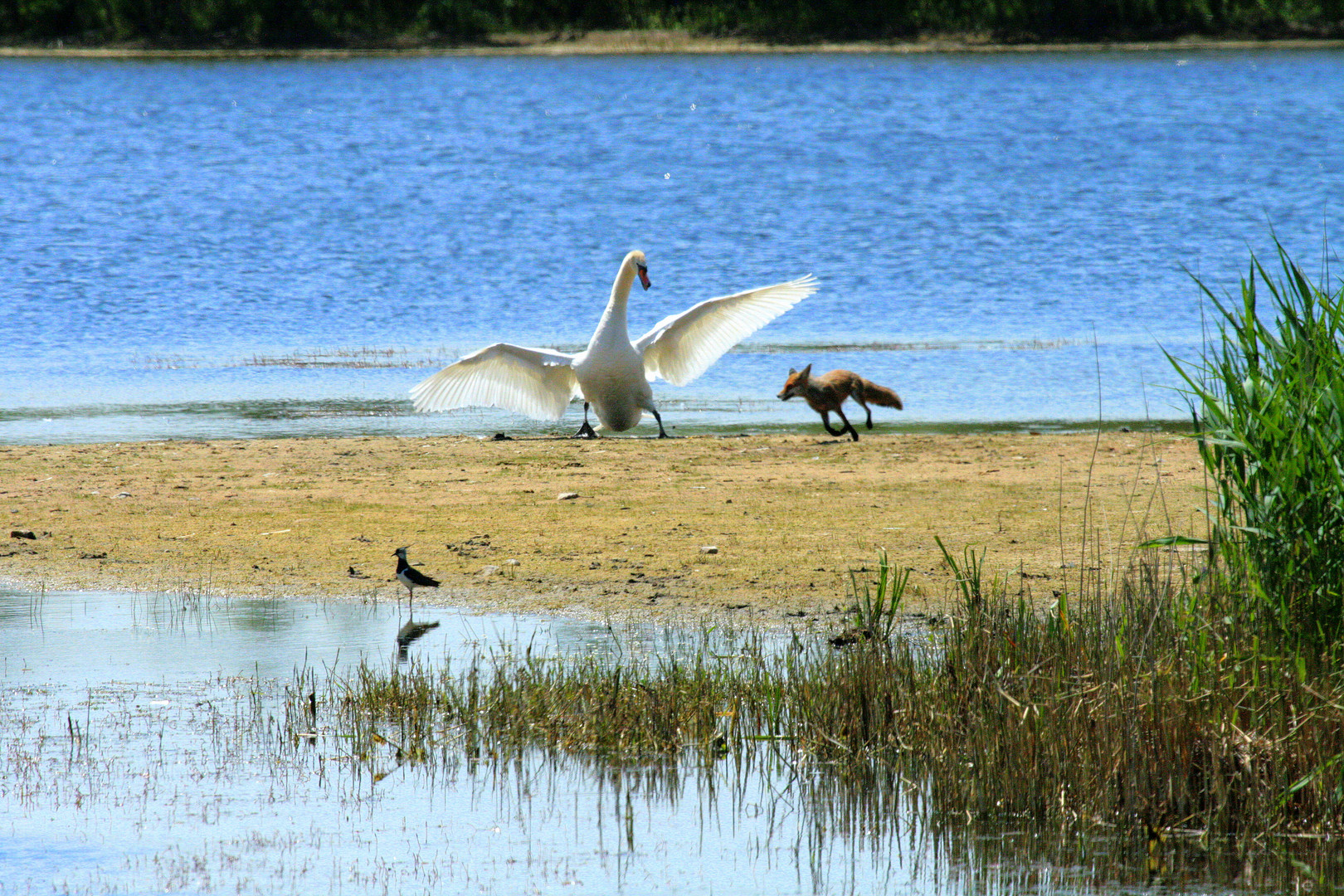 "Vögel in Wolfsburg"